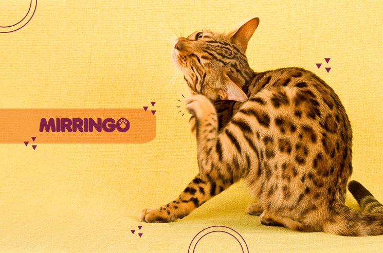 pulgas y garrapatas en gatos
